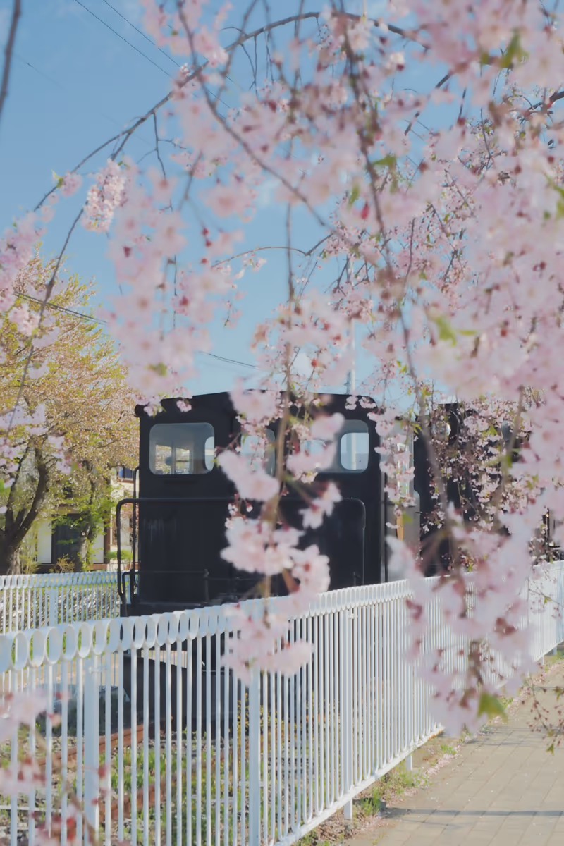 投稿写真：旧国鉄日中線　しだれ桜の散歩道　機関車