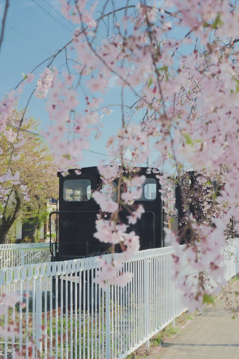 投稿写真：旧国鉄日中線　しだれ桜の散歩道　機関車