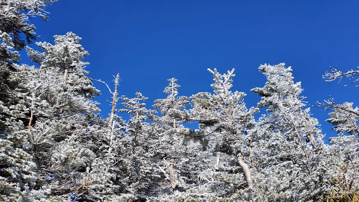 投稿写真：霧氷🌲❄