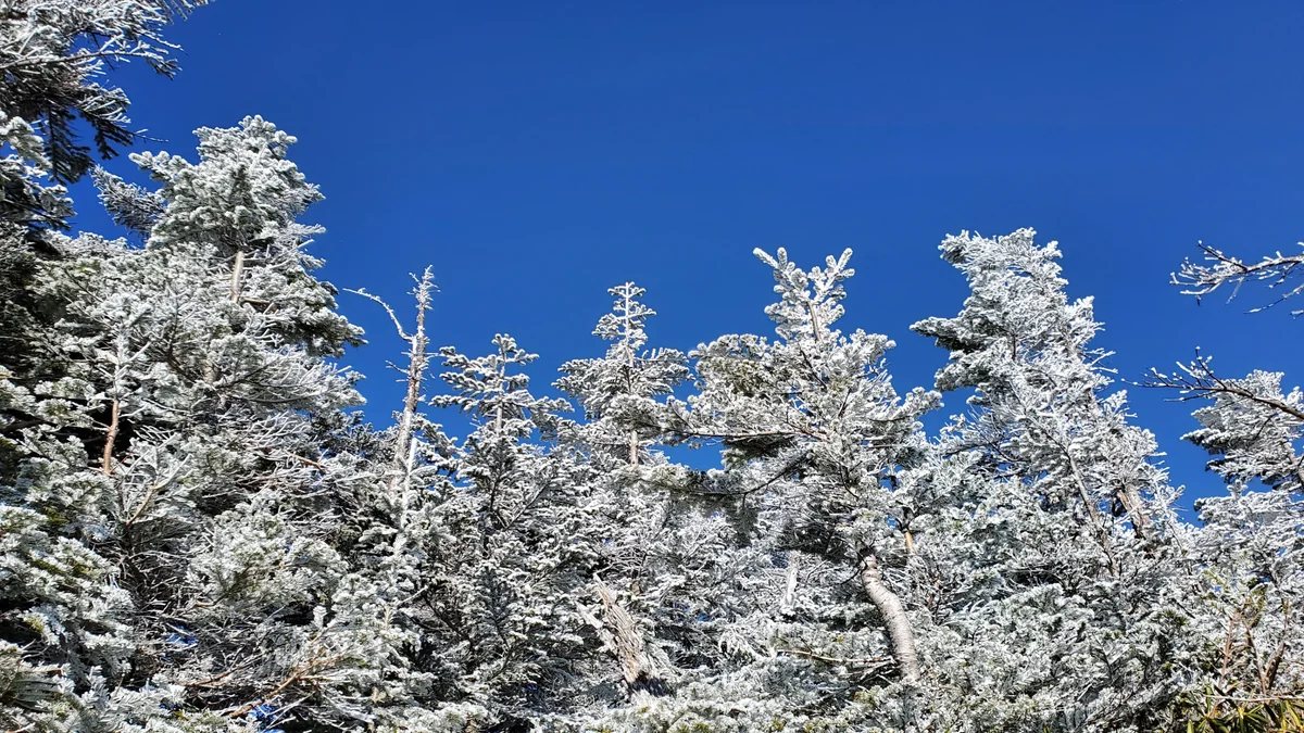 投稿写真：霧氷🌲❄