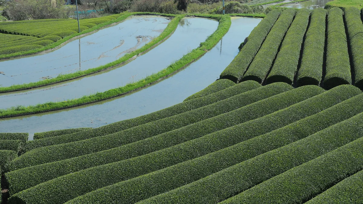 投稿写真：水田と茶畑