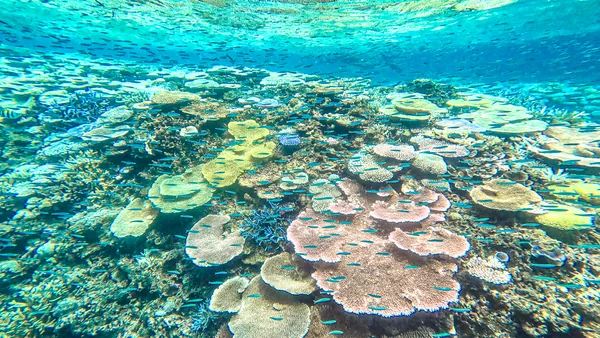 投稿：絶景サンゴ礁