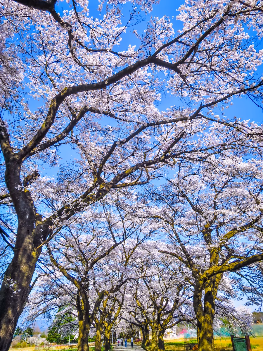 投稿写真：満開の桜のトンネル