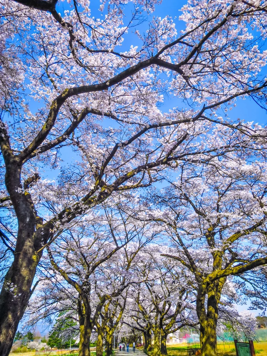 投稿写真：満開の桜のトンネル