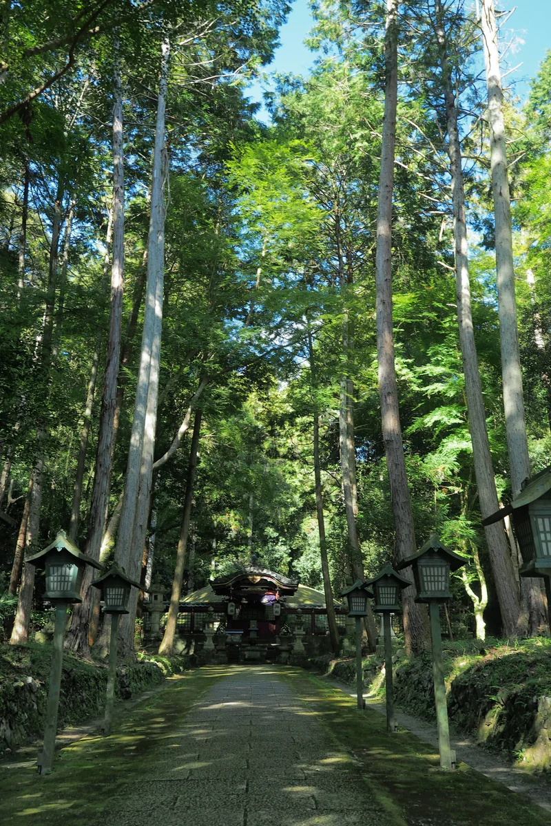投稿写真：参道　秋の木漏れ日