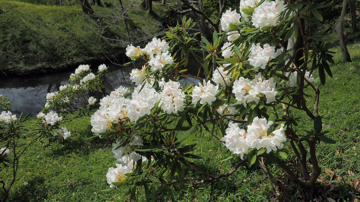 投稿写真：小石川後楽園　石楠花