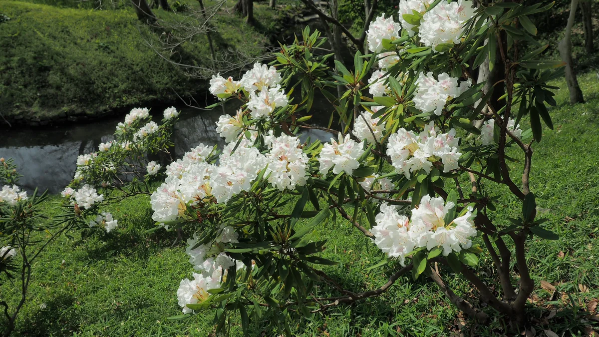 投稿写真：小石川後楽園　石楠花