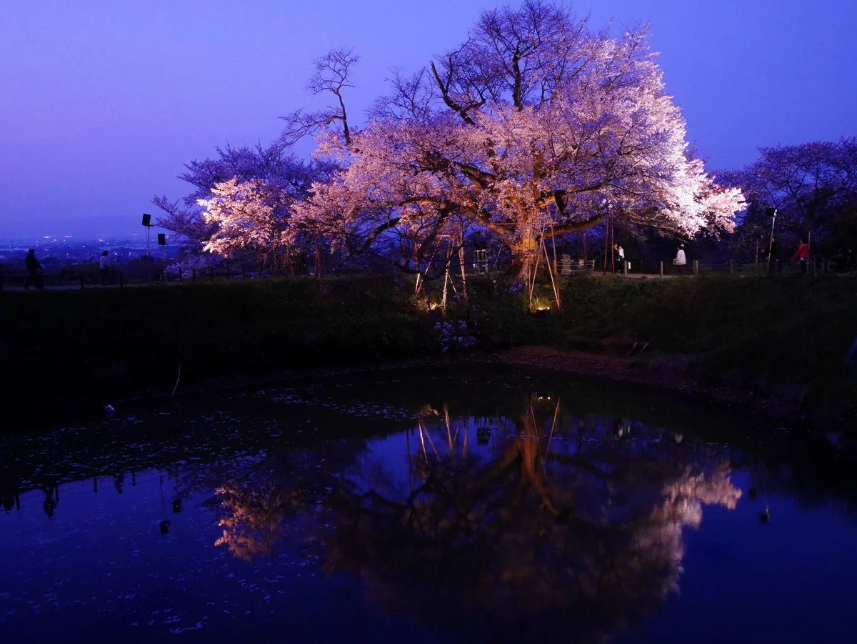 投稿写真：114浅井の一本桜（福岡）