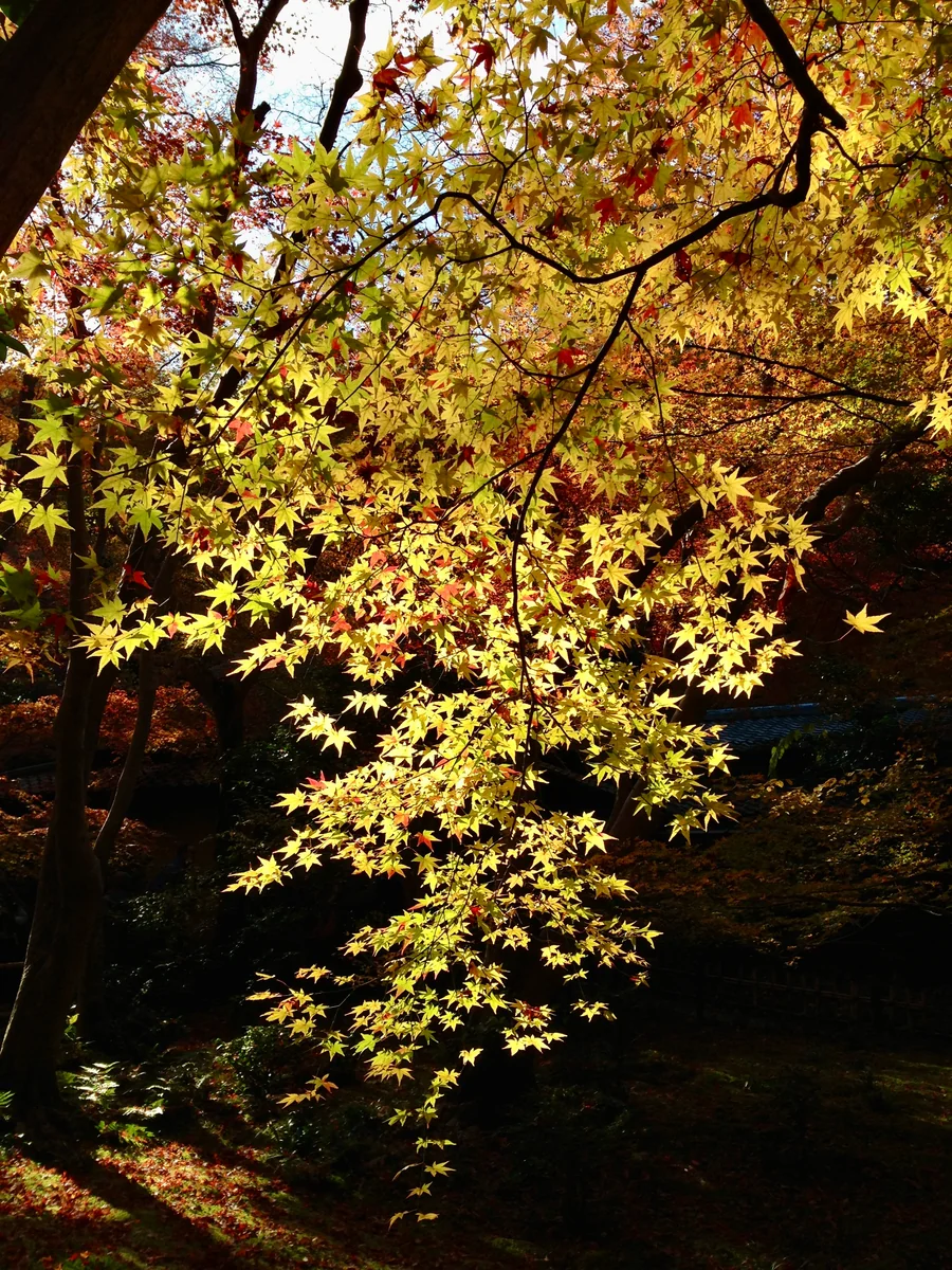 投稿写真：黄金もみじ