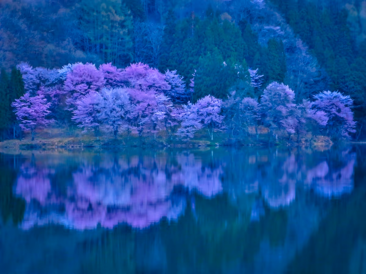 投稿写真：湖畔に咲く桜のリフレクション