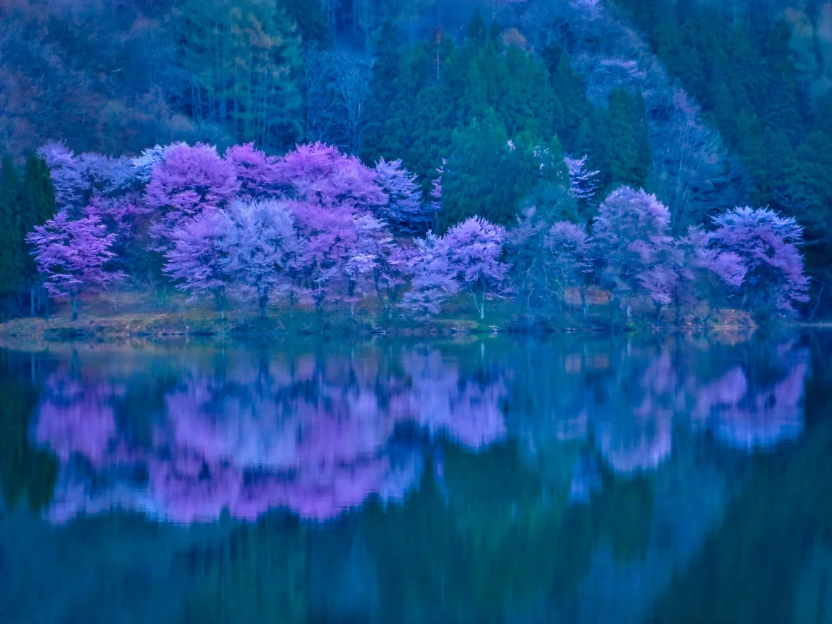 投稿写真：湖畔に咲く桜のリフレクション