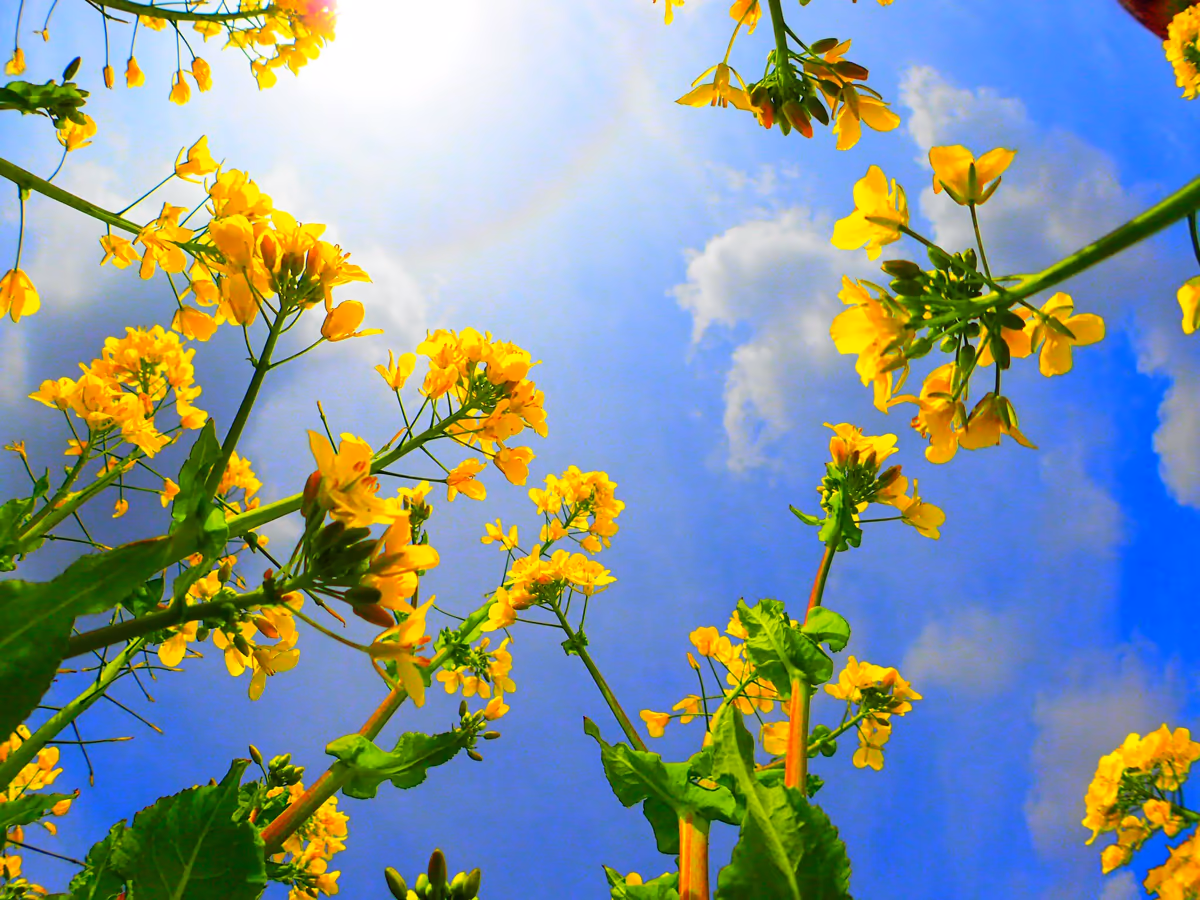 投稿写真：菜の花