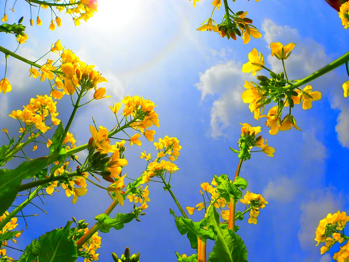 投稿写真：菜の花