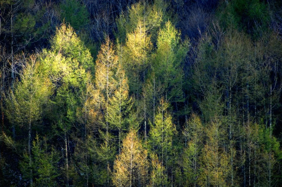 投稿写真：新緑の輝き