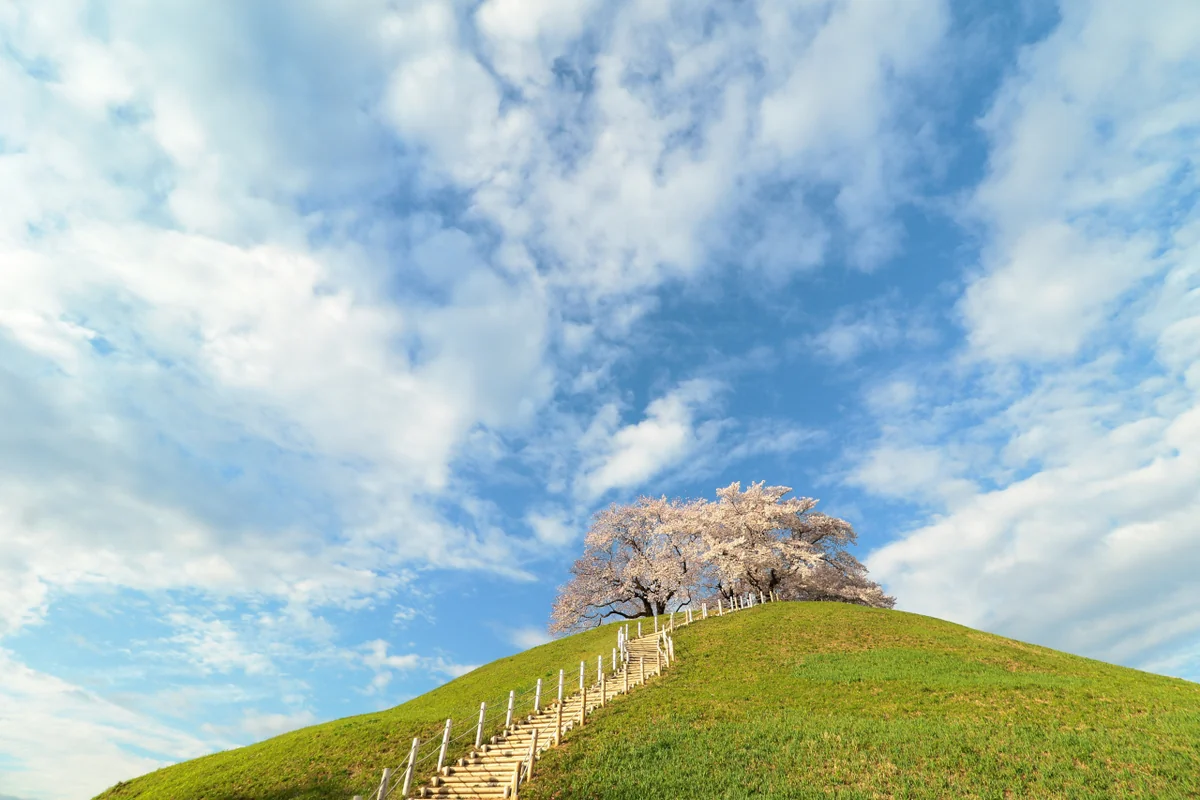 投稿写真：丘の上の桜