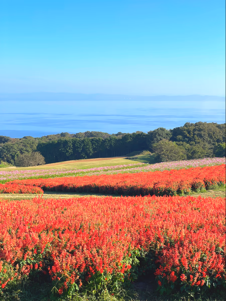投稿写真：淡路島　花さじき