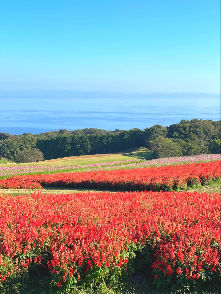 投稿写真：淡路島　花さじき