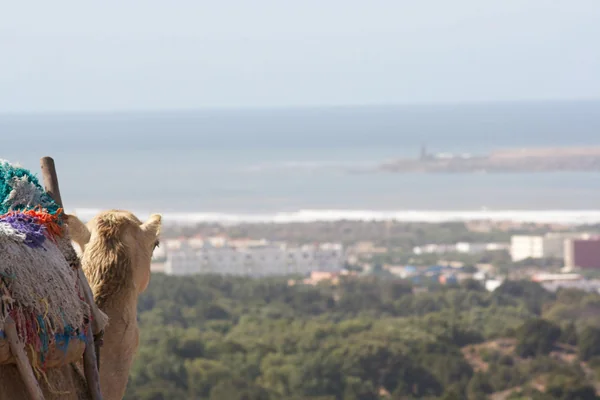投稿：エッサウィラの街を望む丘