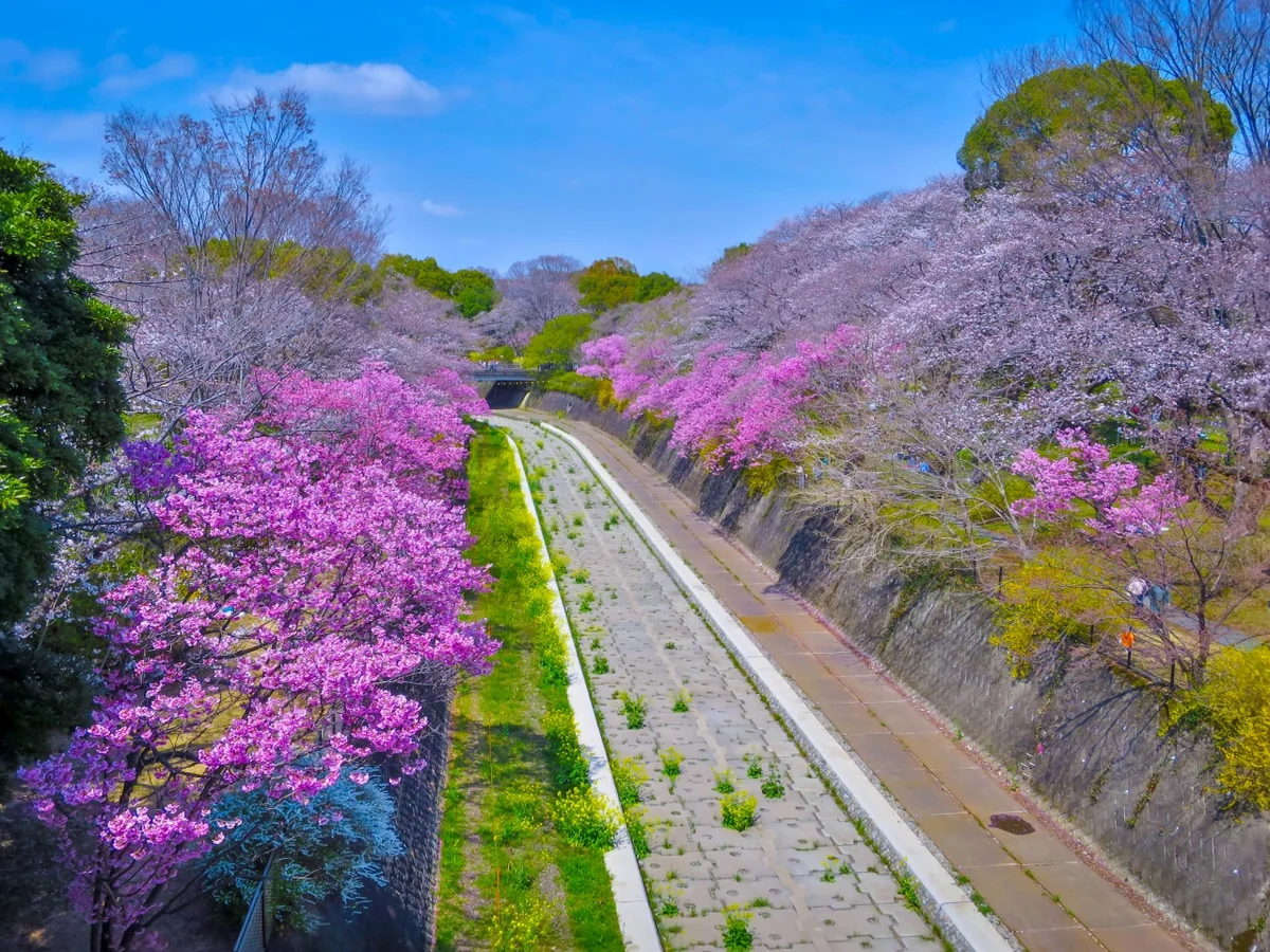 投稿写真：残堀川の斜面を彩るヨウコウ