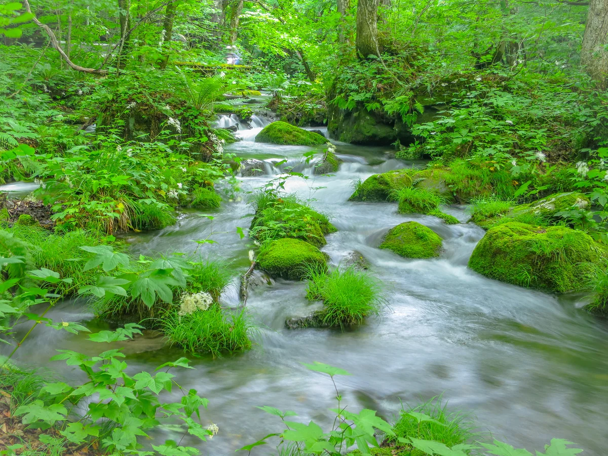 投稿写真：新緑の奥入瀬渓流