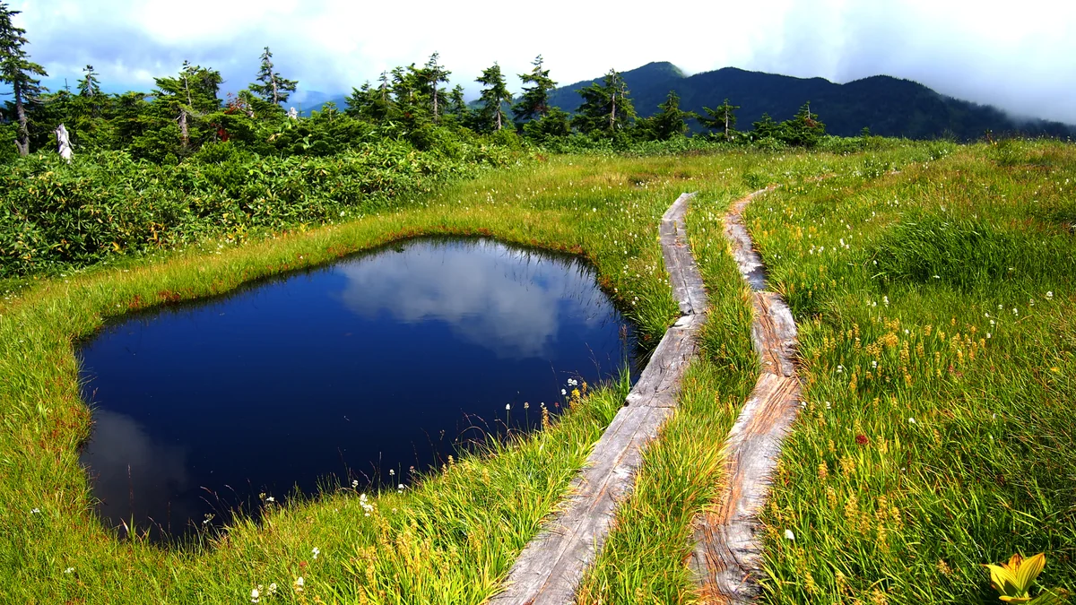 投稿写真：雲上の湿原（キンコウカ咲く木道）