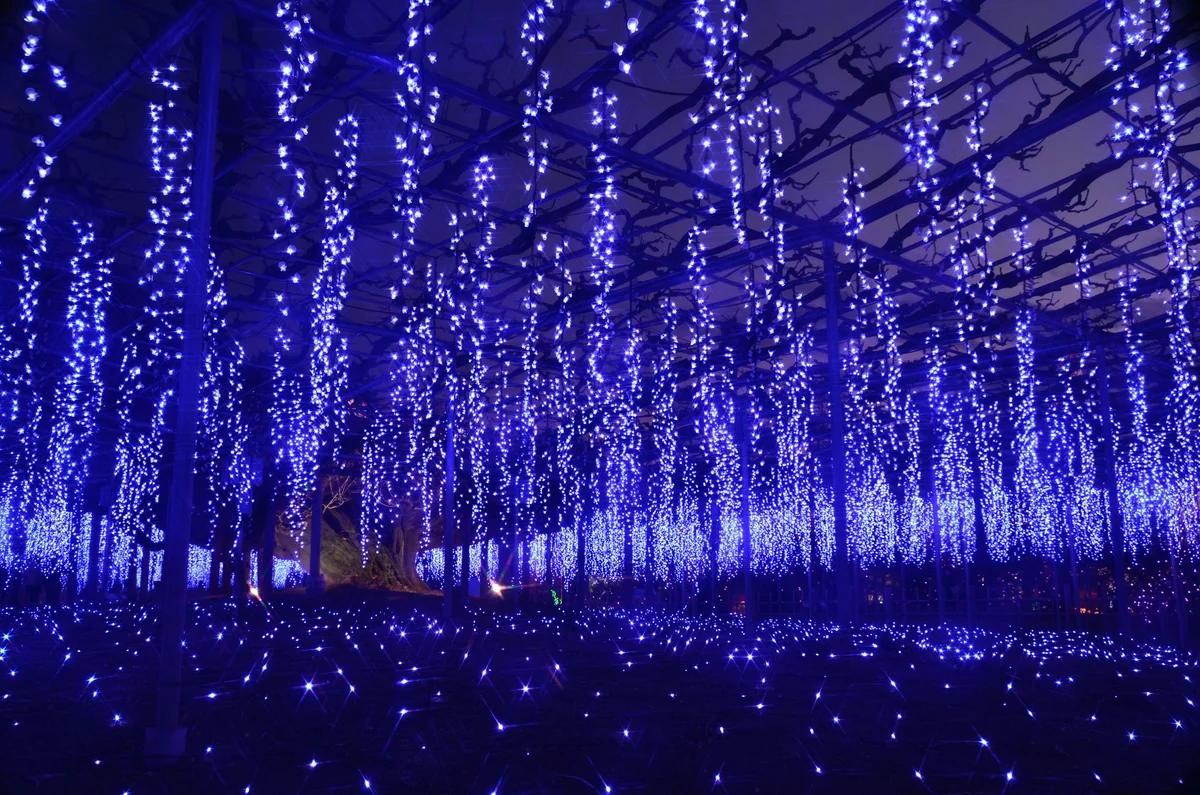 投稿写真：光の宴