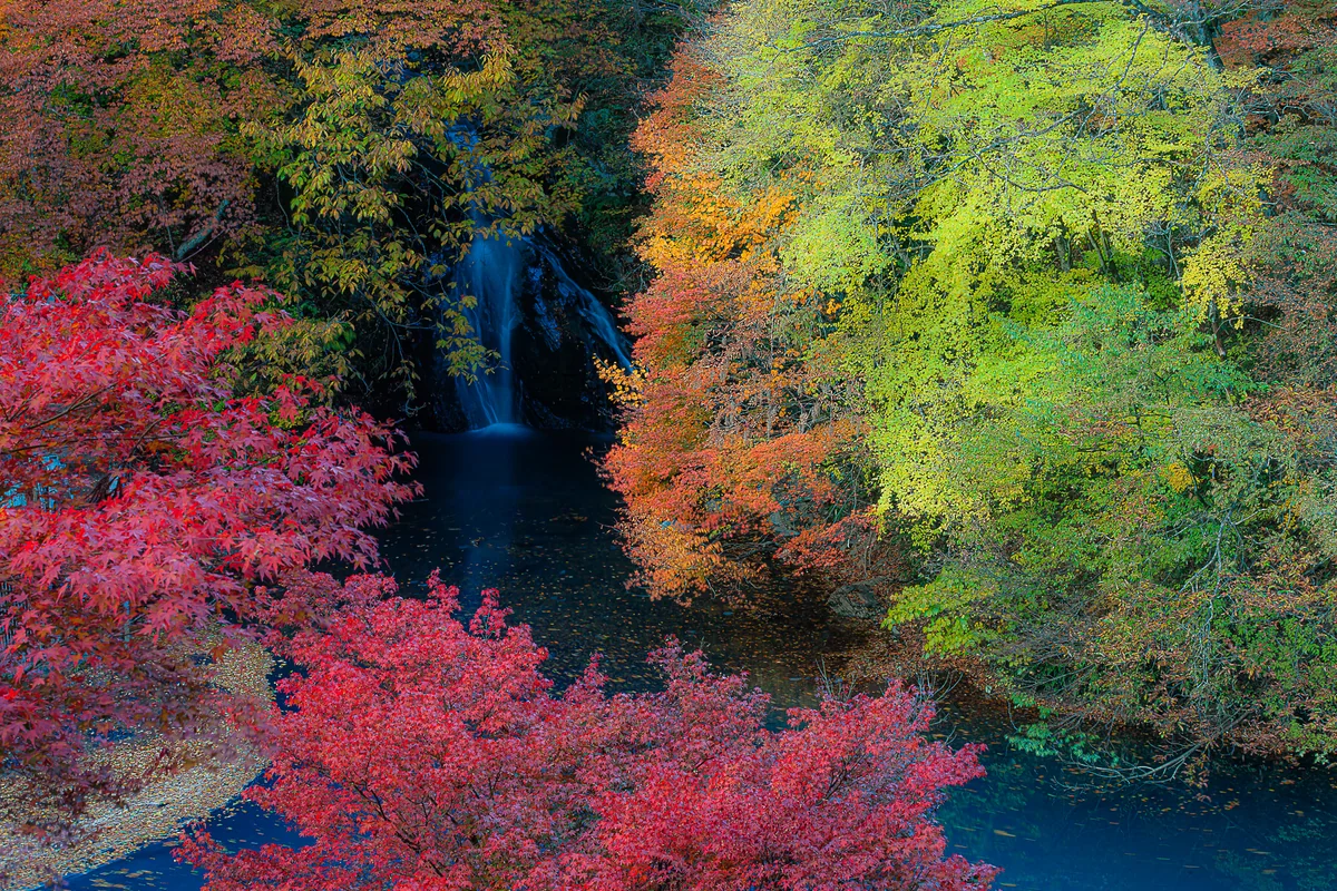 投稿写真：桃太郎の滝と紅葉