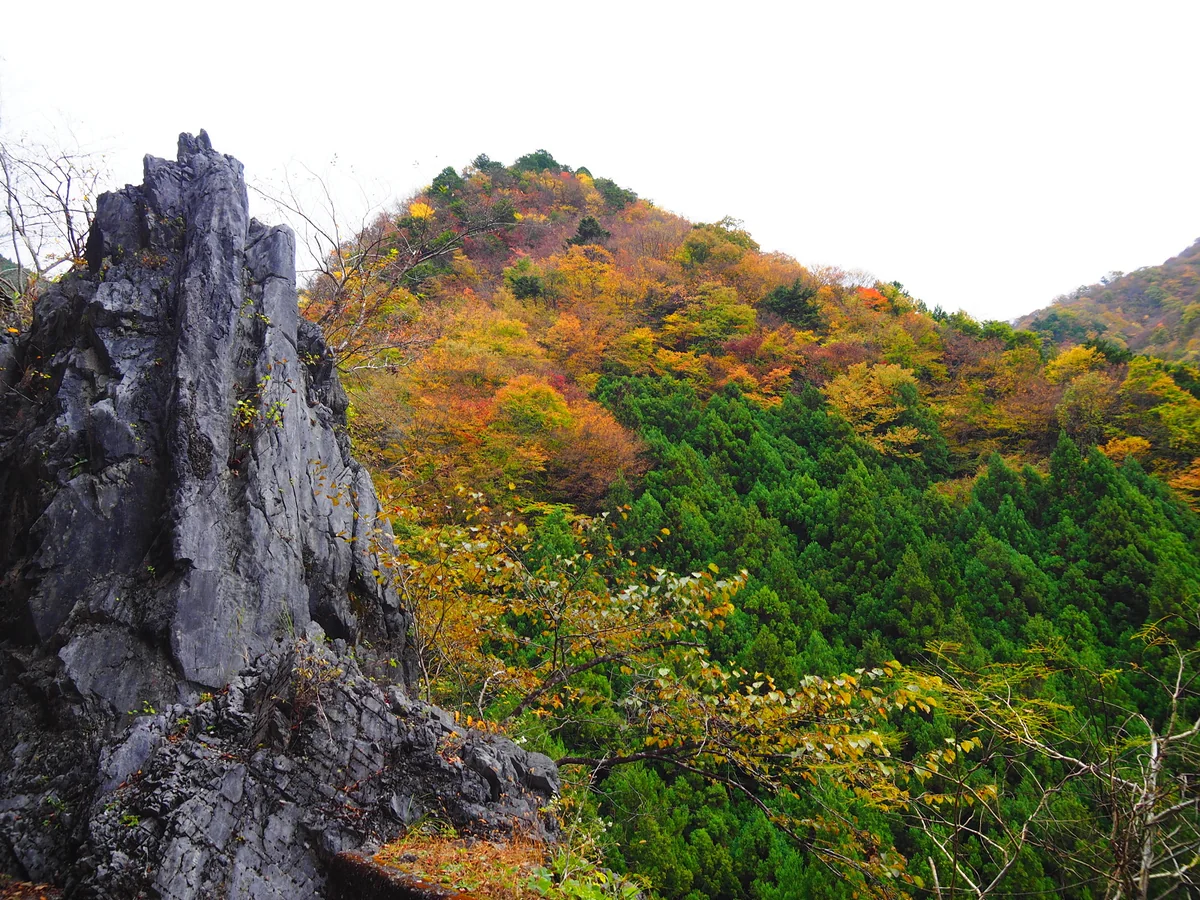投稿写真：川苔山の紅葉