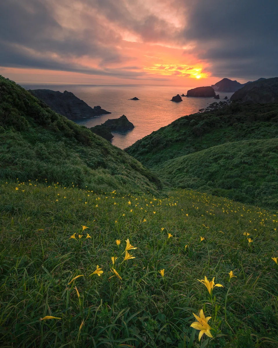 投稿写真：陽に歌うユウスゲ達
