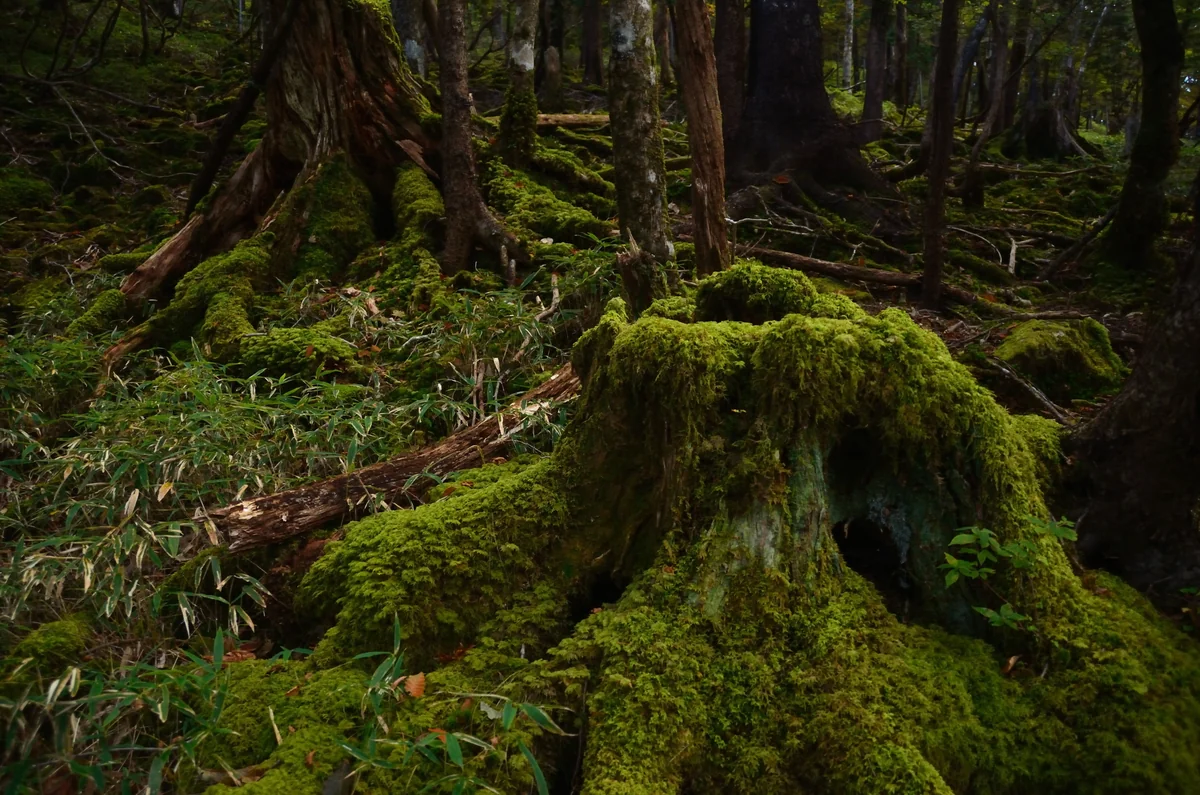 投稿写真：苔の森