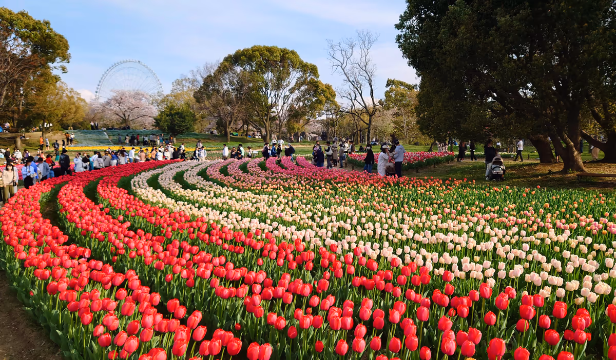 投稿写真：万博記念公園チューリップ園