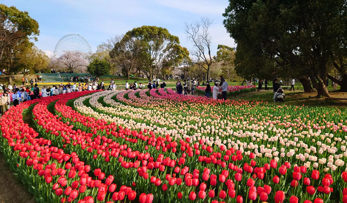 投稿写真：万博記念公園チューリップ園