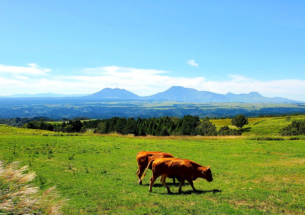 投稿写真：ぐるっとくじゅう周遊道路