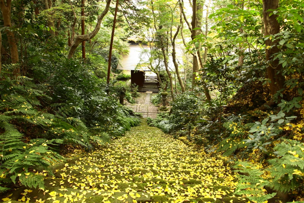 投稿写真：銀杏階段