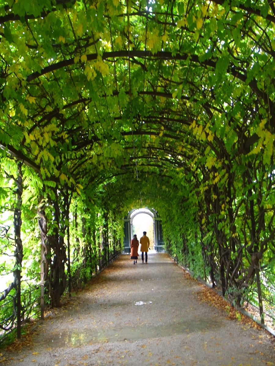 投稿写真：緑のアーチ