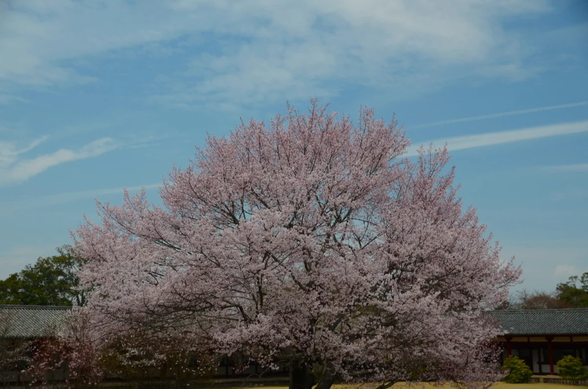 投稿写真：大和　春燦々