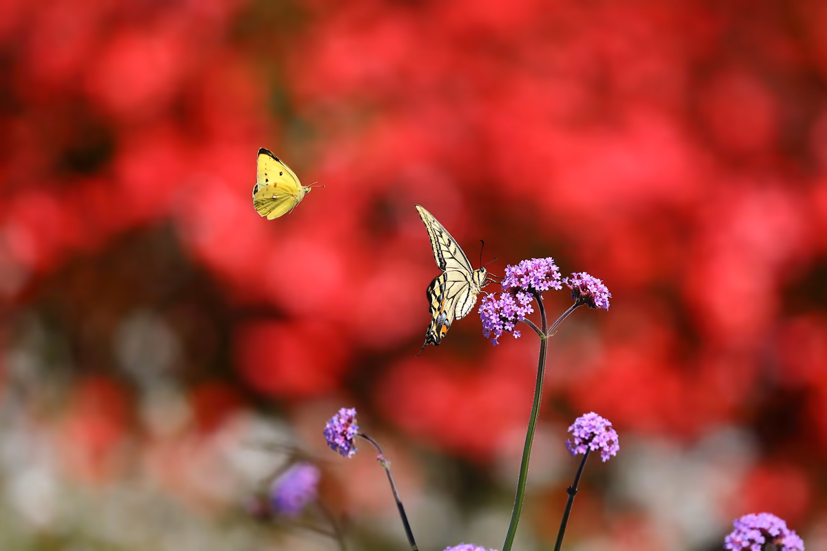 投稿写真：花畑のアゲハチョウとモンキチョウ