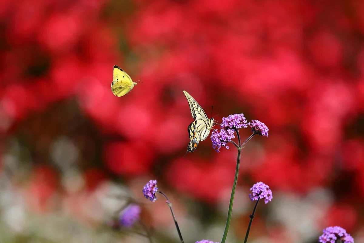投稿写真：花畑のアゲハチョウとモンキチョウ