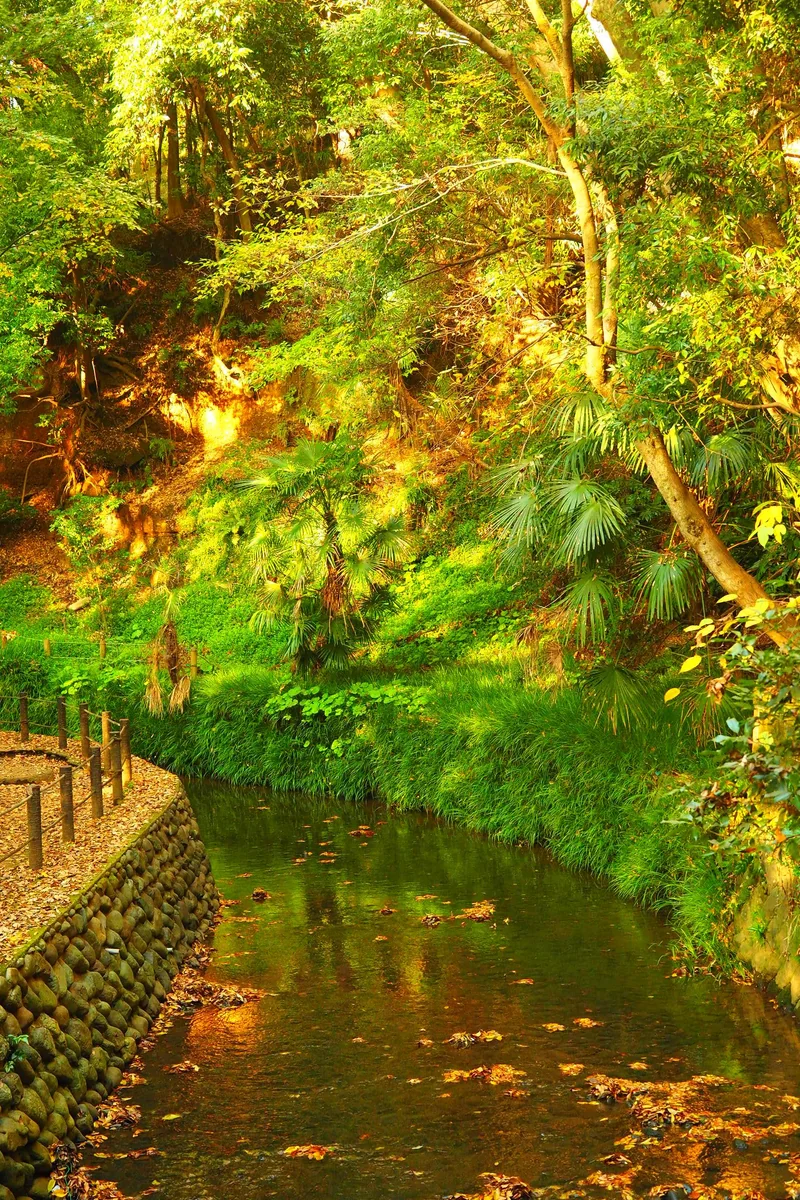 投稿写真：等々力渓谷　秋の色