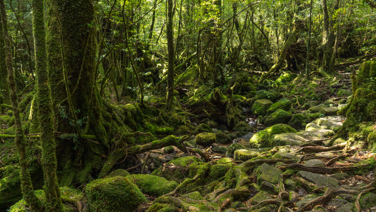 投稿写真：屋久島　道なき道