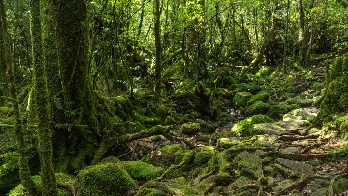 投稿写真：屋久島　道なき道