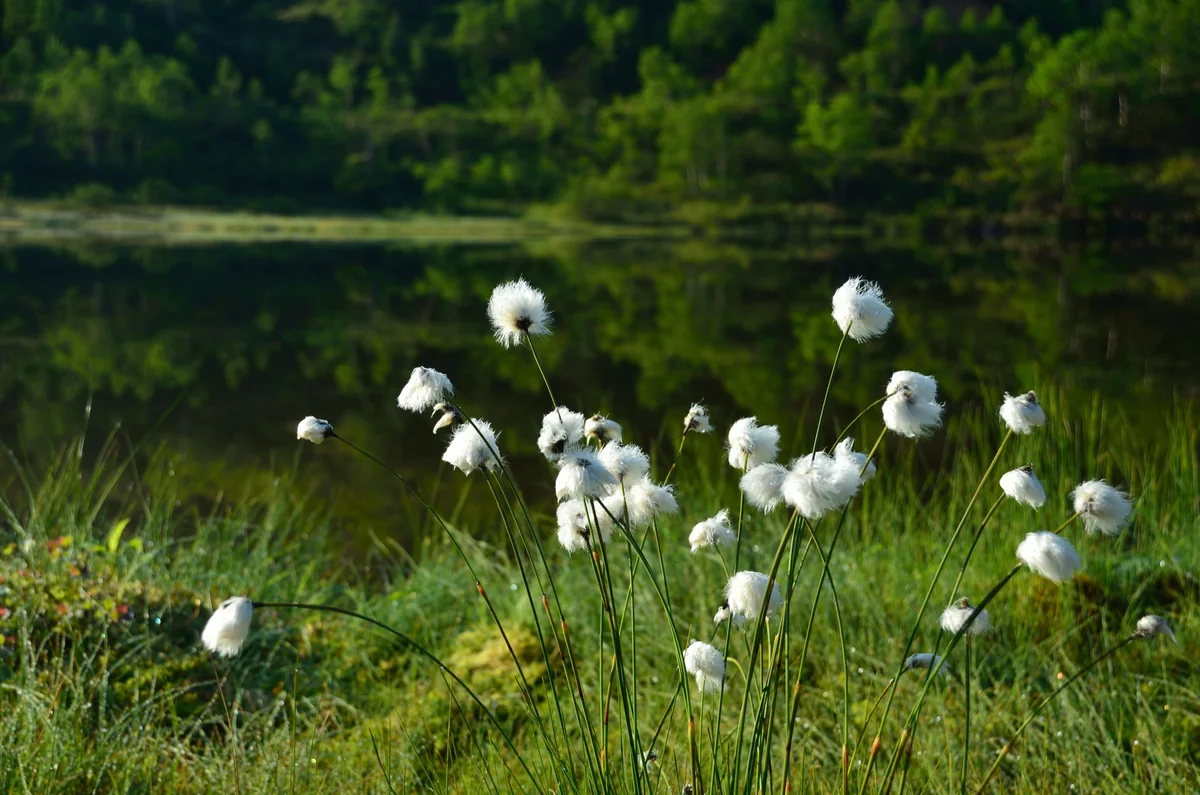 投稿写真：弓が池　ワタスゲ