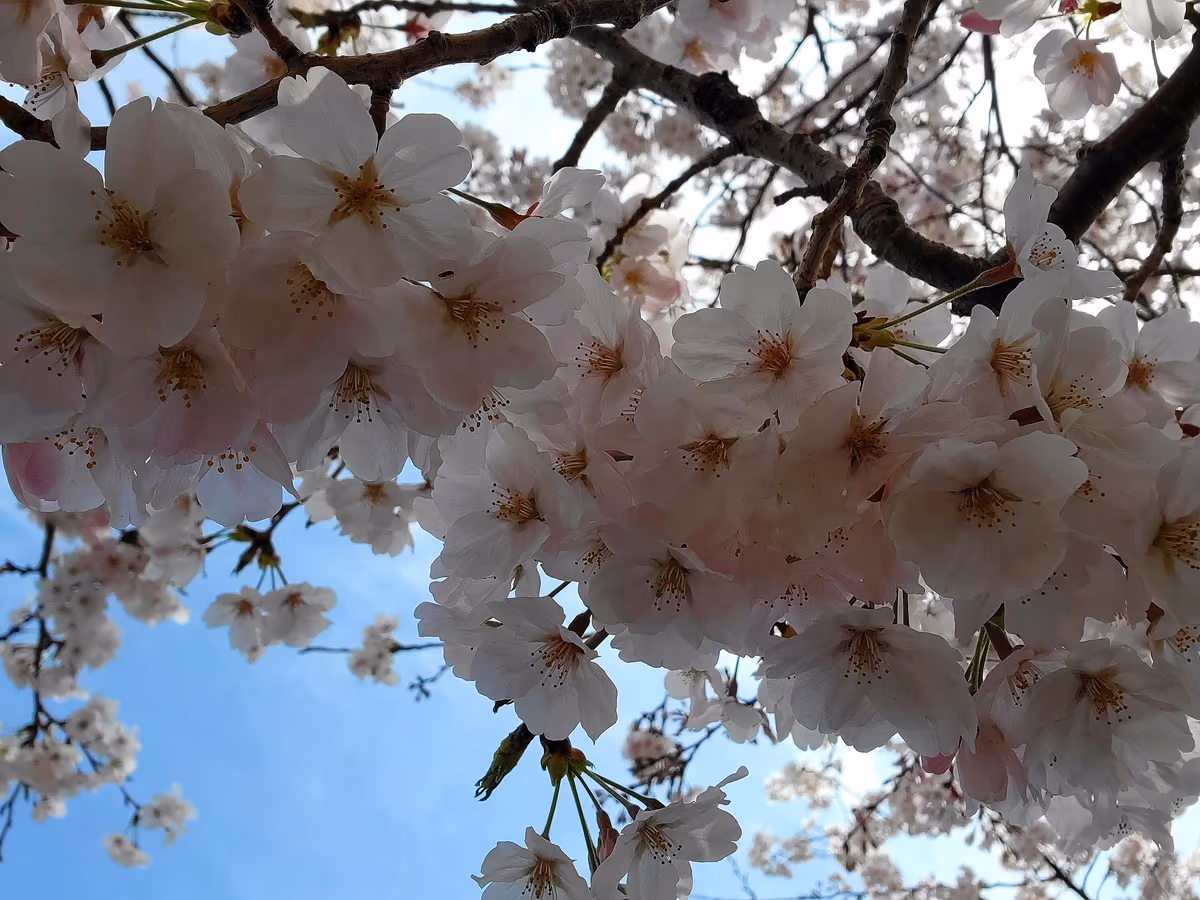 投稿写真：時を止めたくなる桜