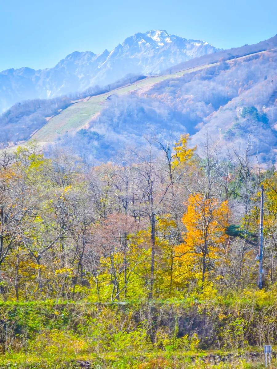 投稿写真：五竜岳と松川の黄葉