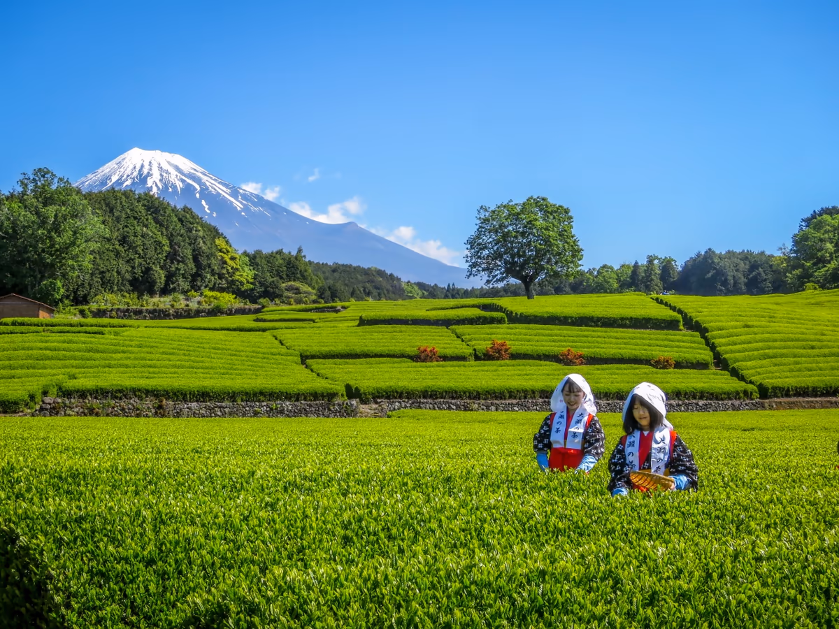 投稿写真：茶摘みをする茶娘と富士山