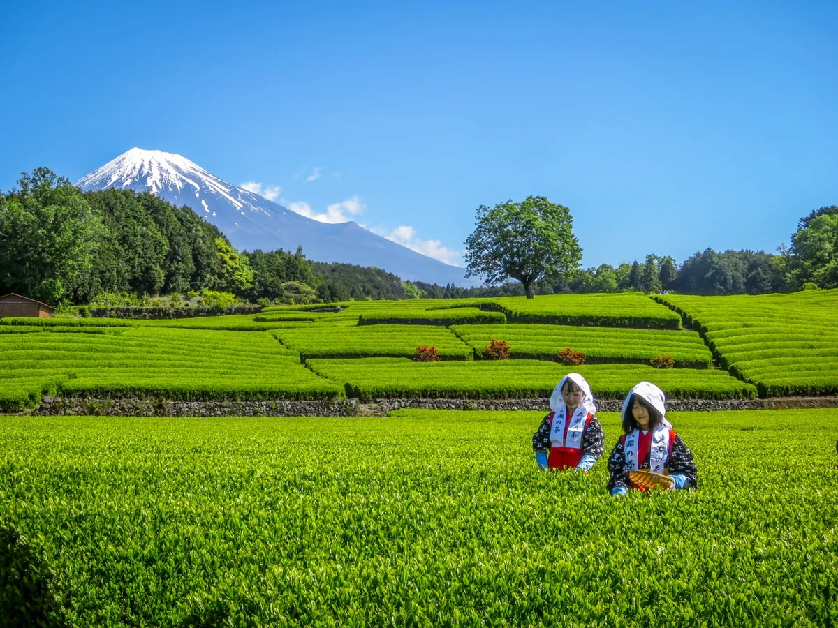 投稿写真：茶摘みをする茶娘と富士山