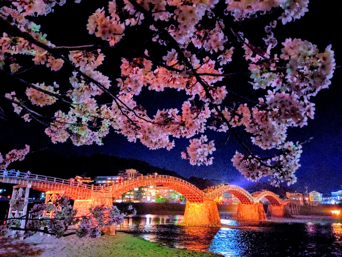投稿写真：夜桜と錦帯橋