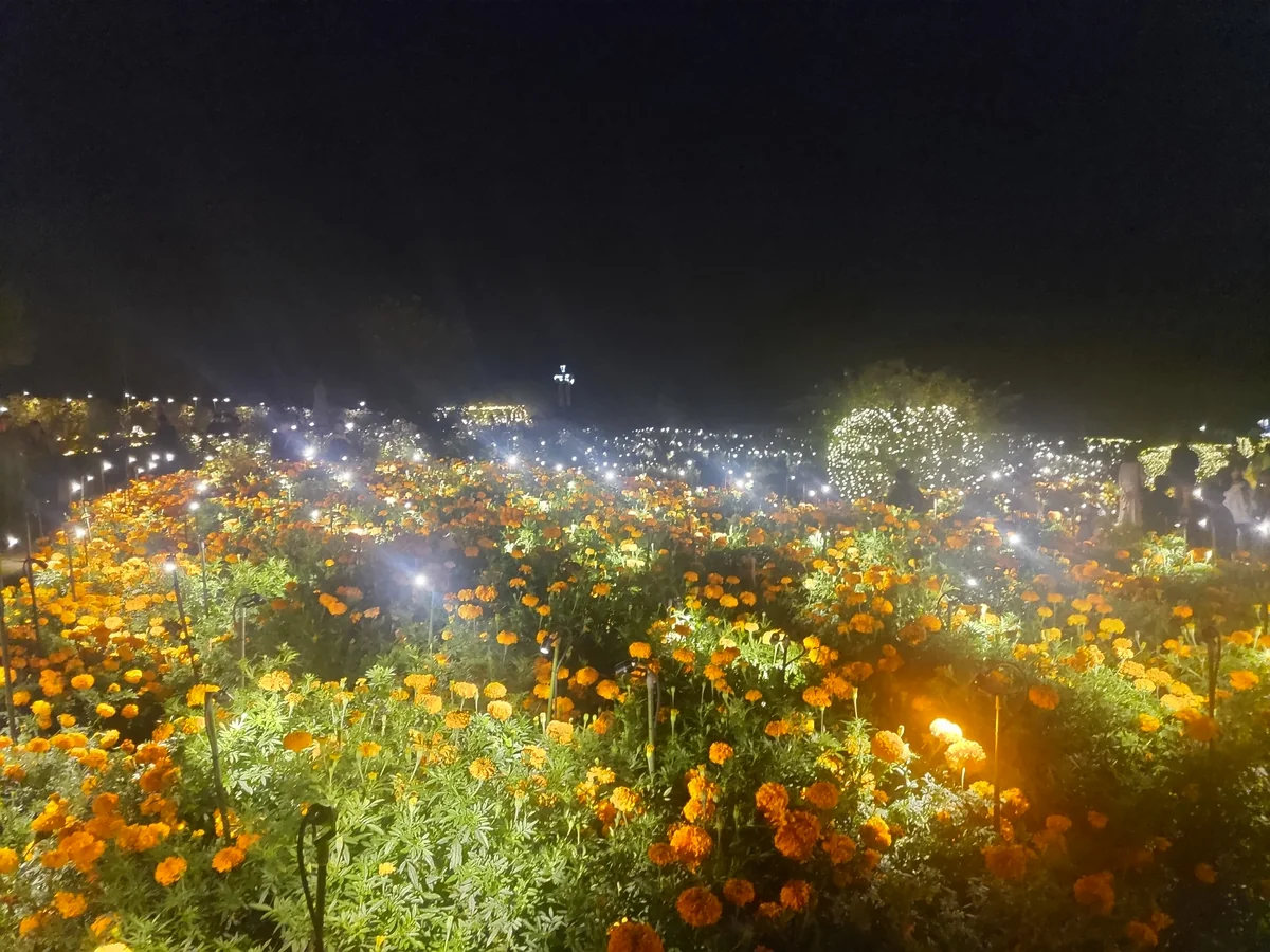 投稿写真：フラワーパークのイルミネーション