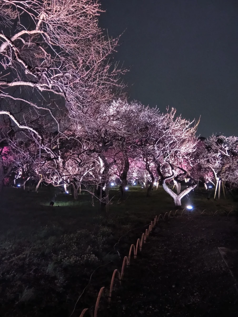 投稿写真：偕楽園梅ライトアップ