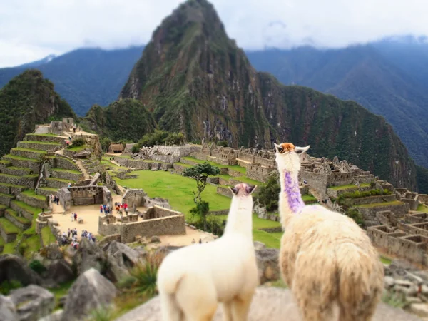 投稿：マチュピチュ遺跡とアルパカ&リャマ